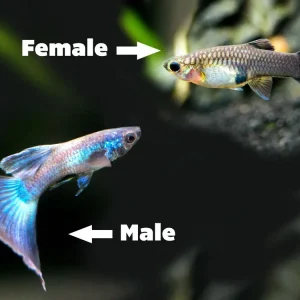 Blue Moscow Guppy (Poecilia reticulata var. “Blue Moscow”), Males and Females, Tank-Bred!