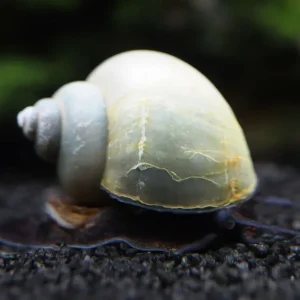 Blue Mystery Snail Breeder Combo Box