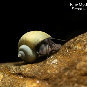 Blue Mystery Snail (Pomacea bridgesii)