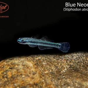 Blue Neon Goby (Stiphodon atropurpureus)