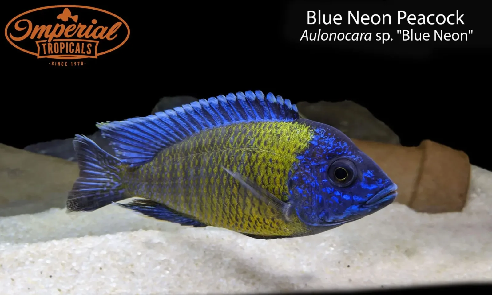 Blue Neon Peacock (Aulonocara sp. "Blue Neon") - Image 2