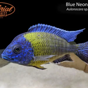 Blue Neon Peacock (Aulonocara sp. "Blue Neon")