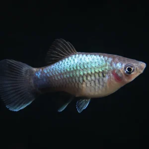 Blue Neon Platy (Xiphophorus maculatus), Tank-Bred