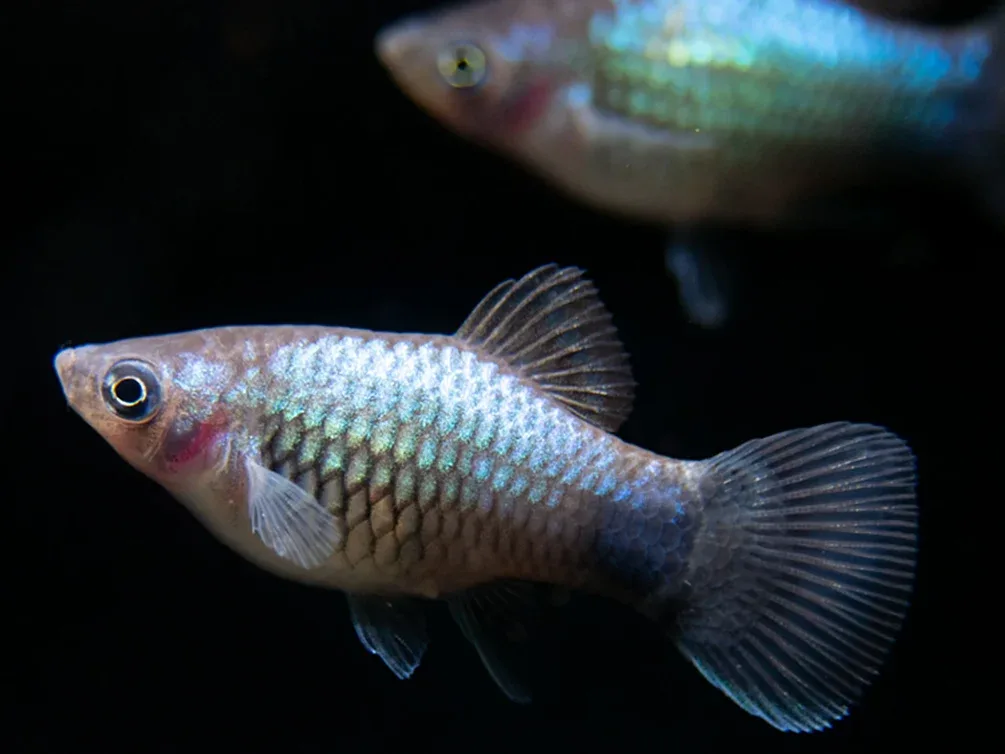 Blue Neon Platy (Xiphophorus maculatus), Tank-Bred - Image 2