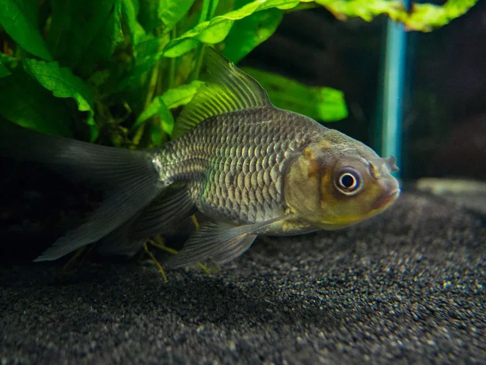 Blue Oranda Goldfish (Carassius auratus auratus), Tank-Raised!!! - Aquatic Arts - Image 2