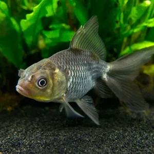 Blue Oranda Goldfish (Carassius auratus auratus), Tank-Raised!!! - Aquatic Arts