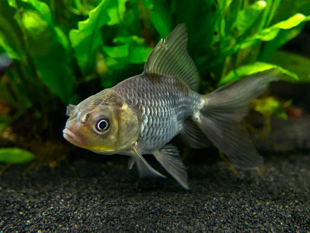 Blue Oranda Goldfish (Carassius auratus auratus), Tank-Raised!!! - Aquatic Arts