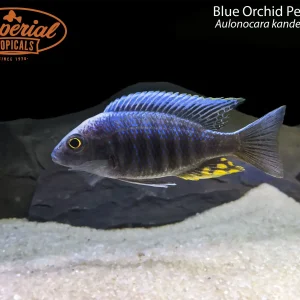 Blue Orchid Peacock (Aulonocara kandeensis)