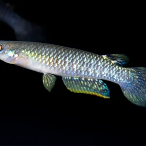 Blue Panchax Killifish (Aplocheilus panchax) - Tank-Bred!
