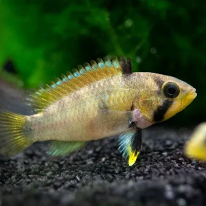 Blue Panda Dwarf Cichlid (Apistogramma panduro/pandurini) - TANK-BRED!!!