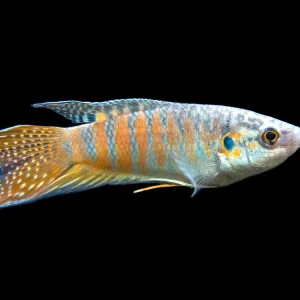 Blue Paradise Fish (Macropodus opercularis) - Tank-Bred!