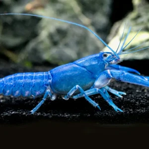 Blue Pearl Crayfish (Cherax albidus) - Tank-Bred!