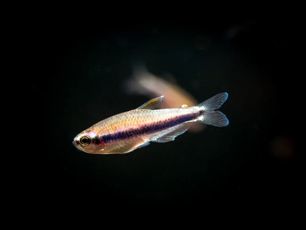 Blue/Purple Emperor Tetra (Inpaichthys kerri), Tank-Bred - Image 2