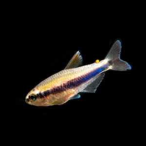 Blue/Purple Emperor Tetra (Inpaichthys kerri), Tank-Bred