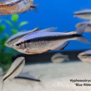 Blue Ribbon Tetra (Hyphessobrycon sp.)