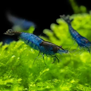 Blue Rili Shrimp (Neocaridina davidi), Tank-Bred