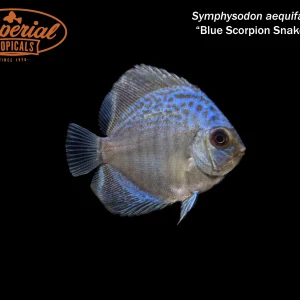 Blue Scorpion Snakeskin Discus (Symphysodon aequifasciata)