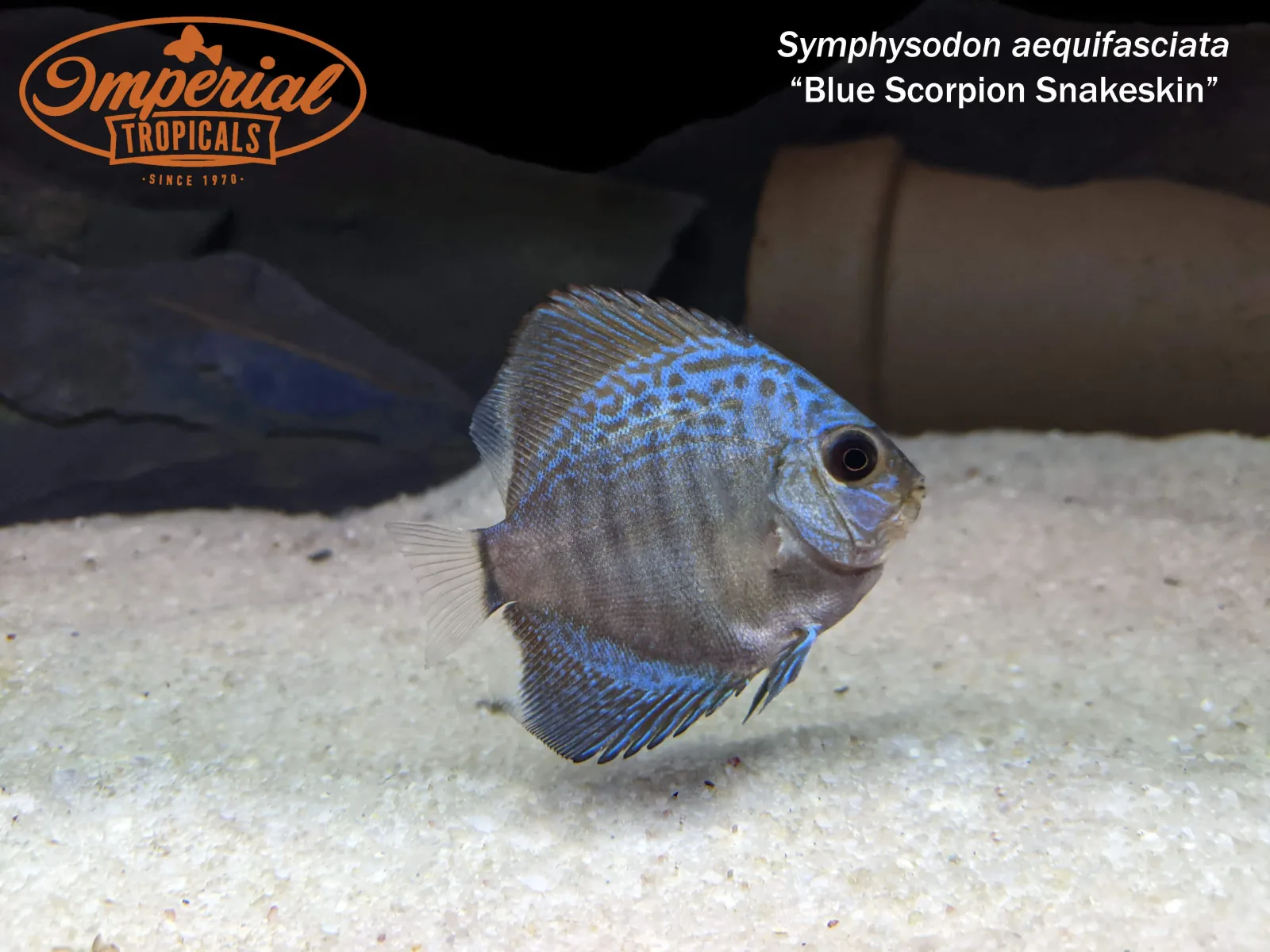 Blue Scorpion Snakeskin Discus (Symphysodon aequifasciata) - Image 2