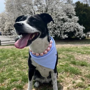 Blue Seersucker Bandana
