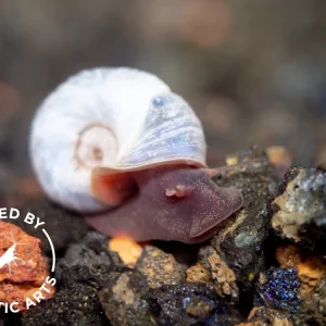 Blue/Silver Ramshorn Snails (1/8" to 1")