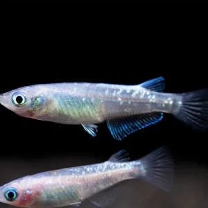Blue Sparkle Medaka Ricefish aka Japanese Ricefish/Killifish (Oryzias latipes "Blue") - Tank-Bred!