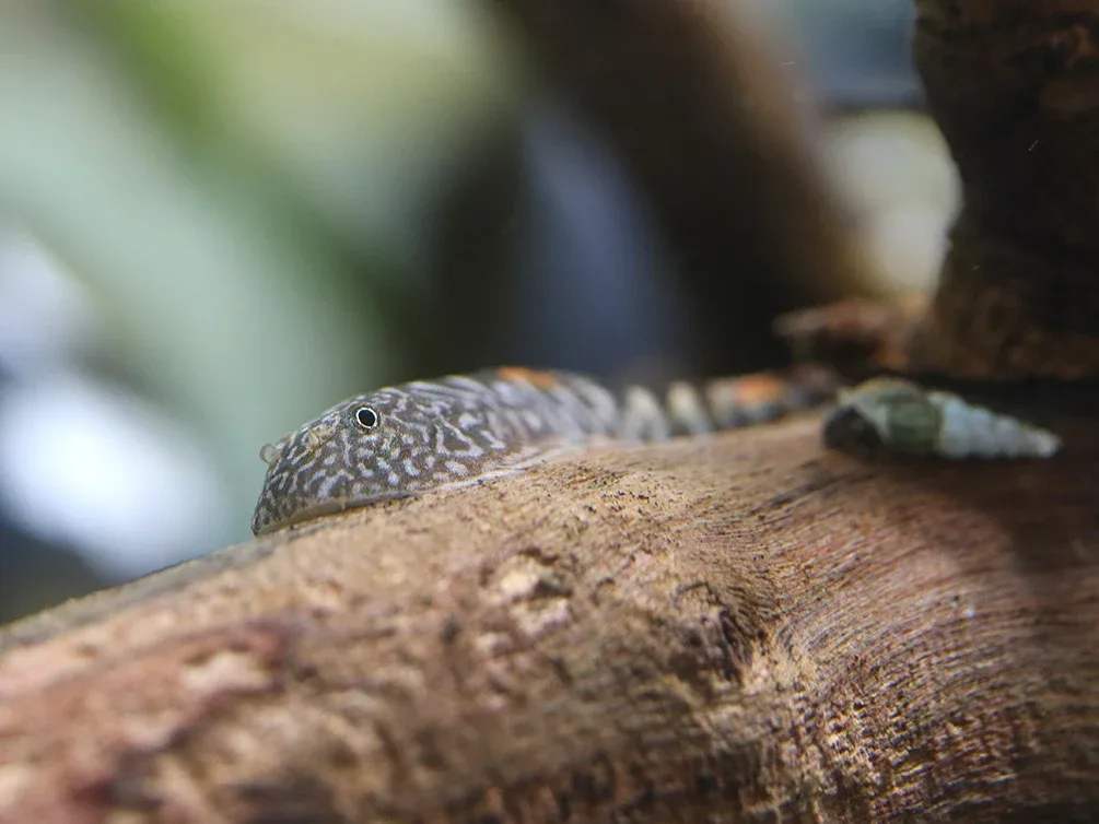 Blue Tail Borneo Loach (Gastromyzon ornaticauda) - Image 2