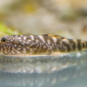 Blue Tail Borneo Loach (Gastromyzon ornaticauda)