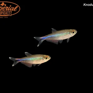 Blue Tetra (Knodus borki)
