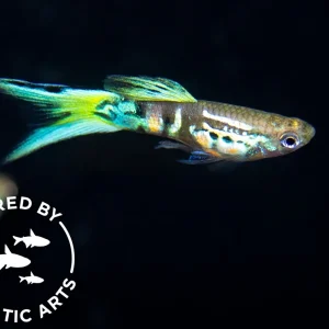Blue Tiger Double Sword Endler's Livebearer (Poecilia wingei), Bredby: Aquatic Arts