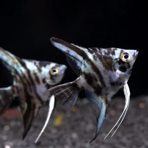 Blue Turquoise Marble Angelfish (Pterophyllum scalare) – Tank Bred
