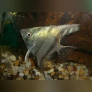 Blue Zebra Angelfish