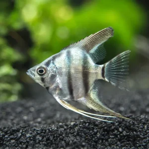 Blue Zebra Angelfish (Pterophyllum scalare), Tank Bred
