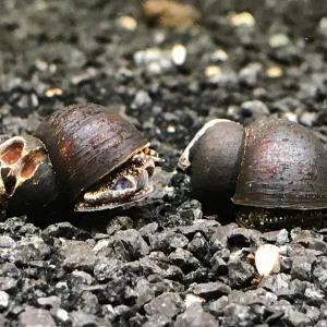 Blueberry Snails (Viviparus sp.)