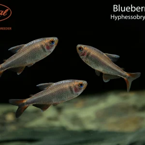 Blueberry Tetra (Hyphessobrycon wadai)