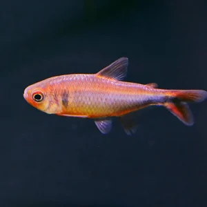 Blueberry Tetra (Hyphessobrycon wadai) – Tank Bred