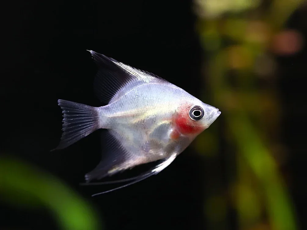 Blushing Blue Ghost Angelfish (Pterophyllum scalare) – Tank Bred - Image 2
