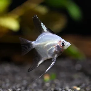 Blushing Blue Ghost Angelfish (Pterophyllum scalare) – Tank Bred