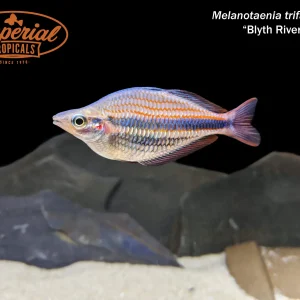 Blyth River Rainbowfish (Melanotaenia trifasciata)