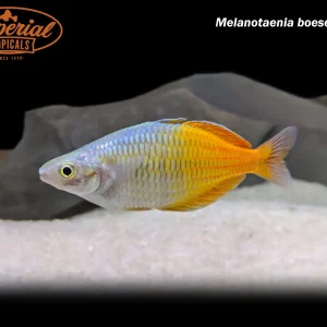 Boesemani Rainbowfish (Melanotaenia boesemani)