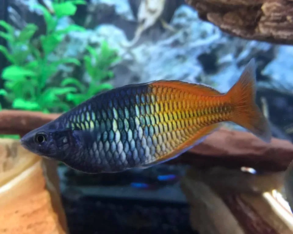 Boesemani Rainbowfish (Melanotaenia boesemani) - Image 2