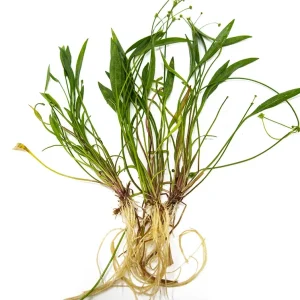 Bolivian Chain Sword (Helanthium bolivianus "Quadricostatus"), Bare Root