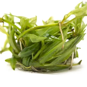 Bolivian Chain Sword (Helanthium bolivianus "Quadricostatus") Tissue Culture
