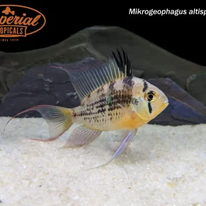 Bolivian Ram