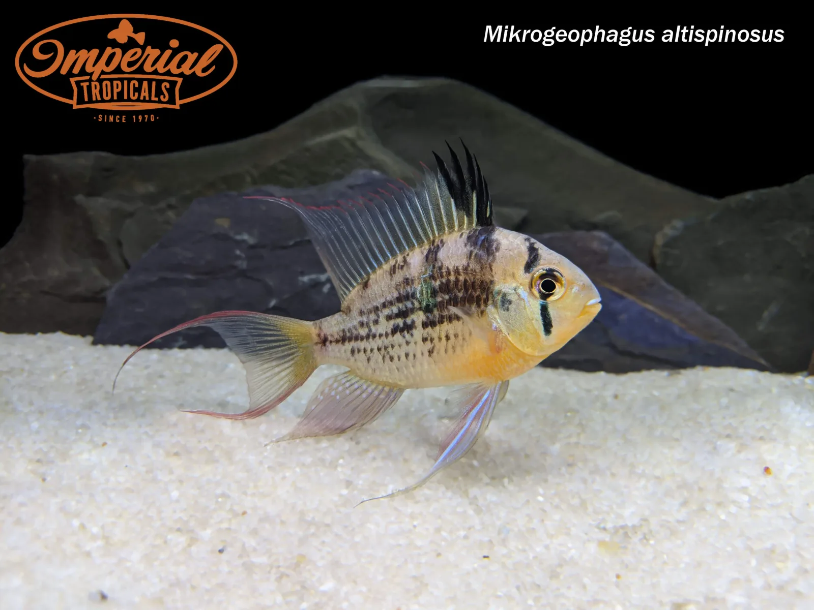 Bolivian Ram