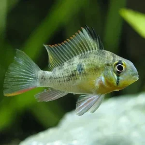 Bolivian Ram