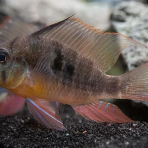 Bolivian Ram Dwarf Cichlid (Mikrogeophagus altispinosus), Tank-Bred