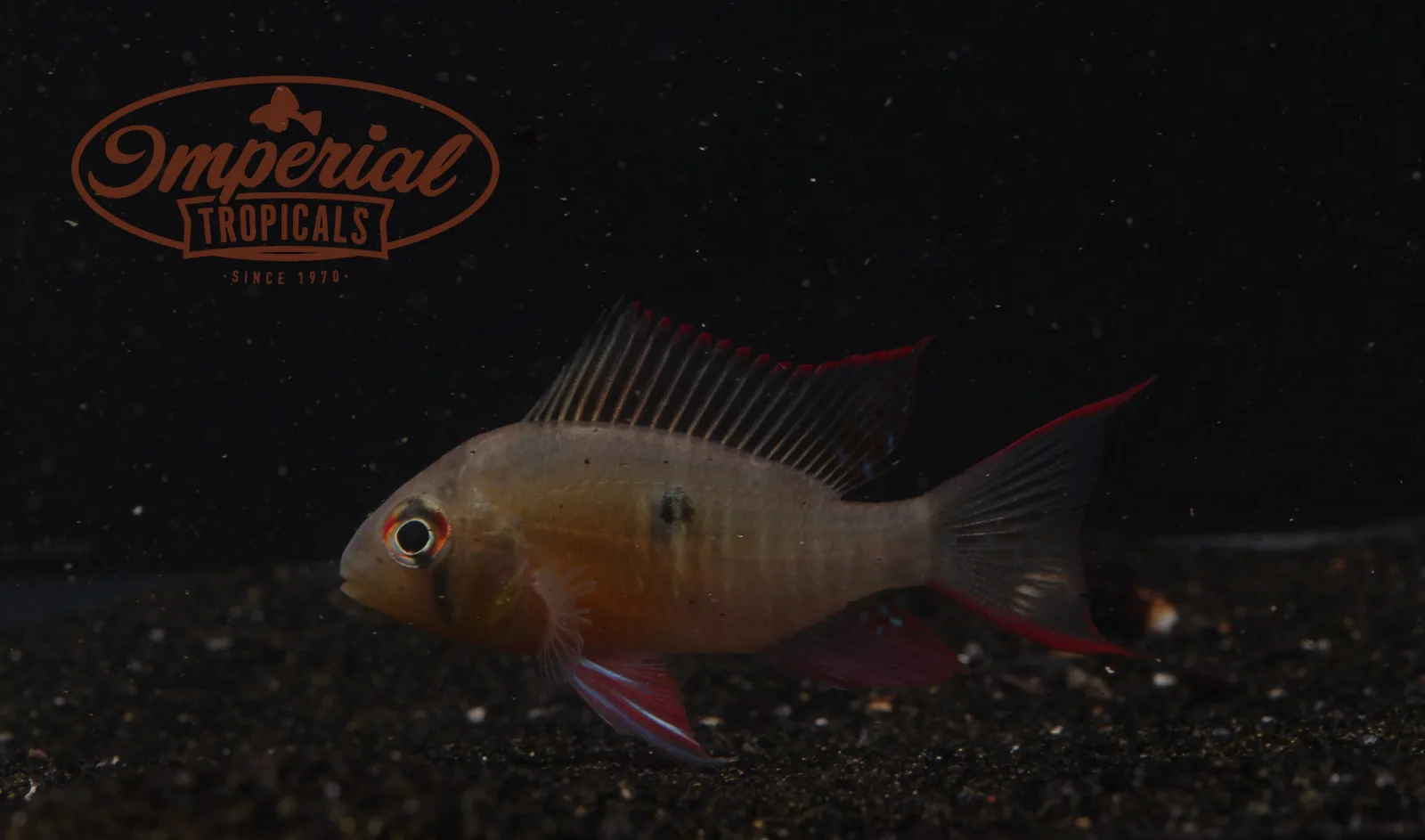 Bolivian Ram - Image 2