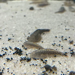 Borneo Sucker Loach