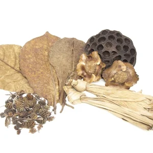 Botanical Breeder Combo Pack (Sulawesi Shrimp)
