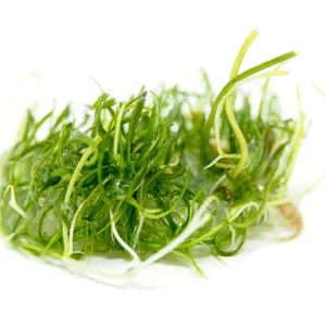 Brazilian Micro Sword (Lilaeopsis brasiliensis) Tissue Culture